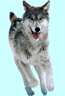 wolves_004paws.gif